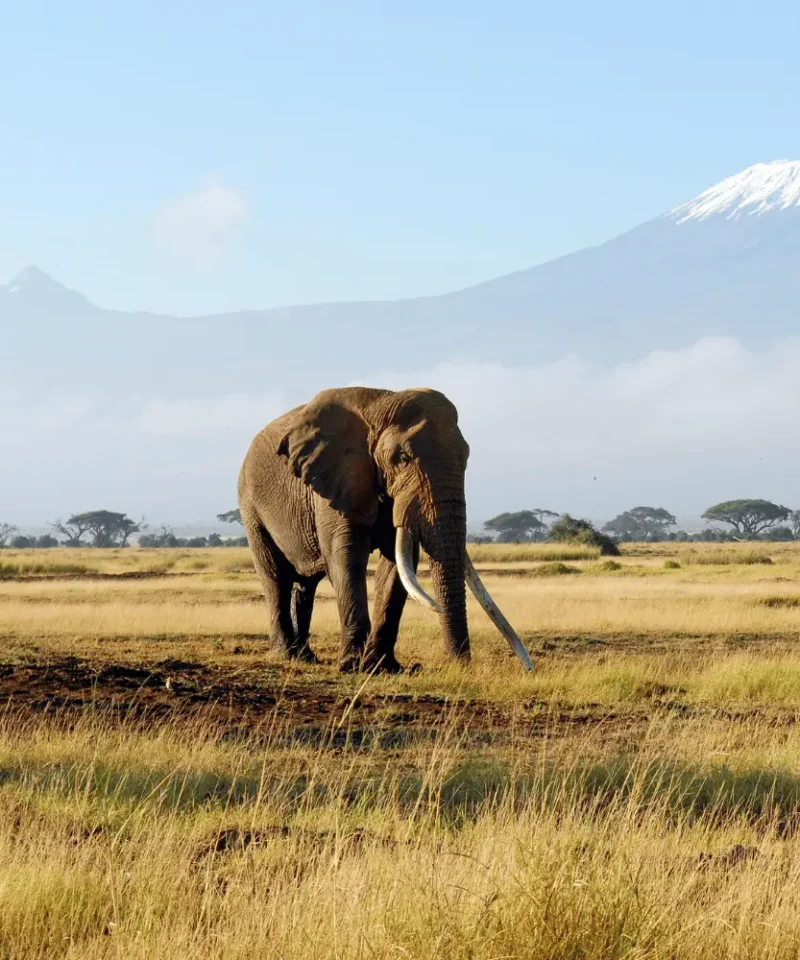 Africa