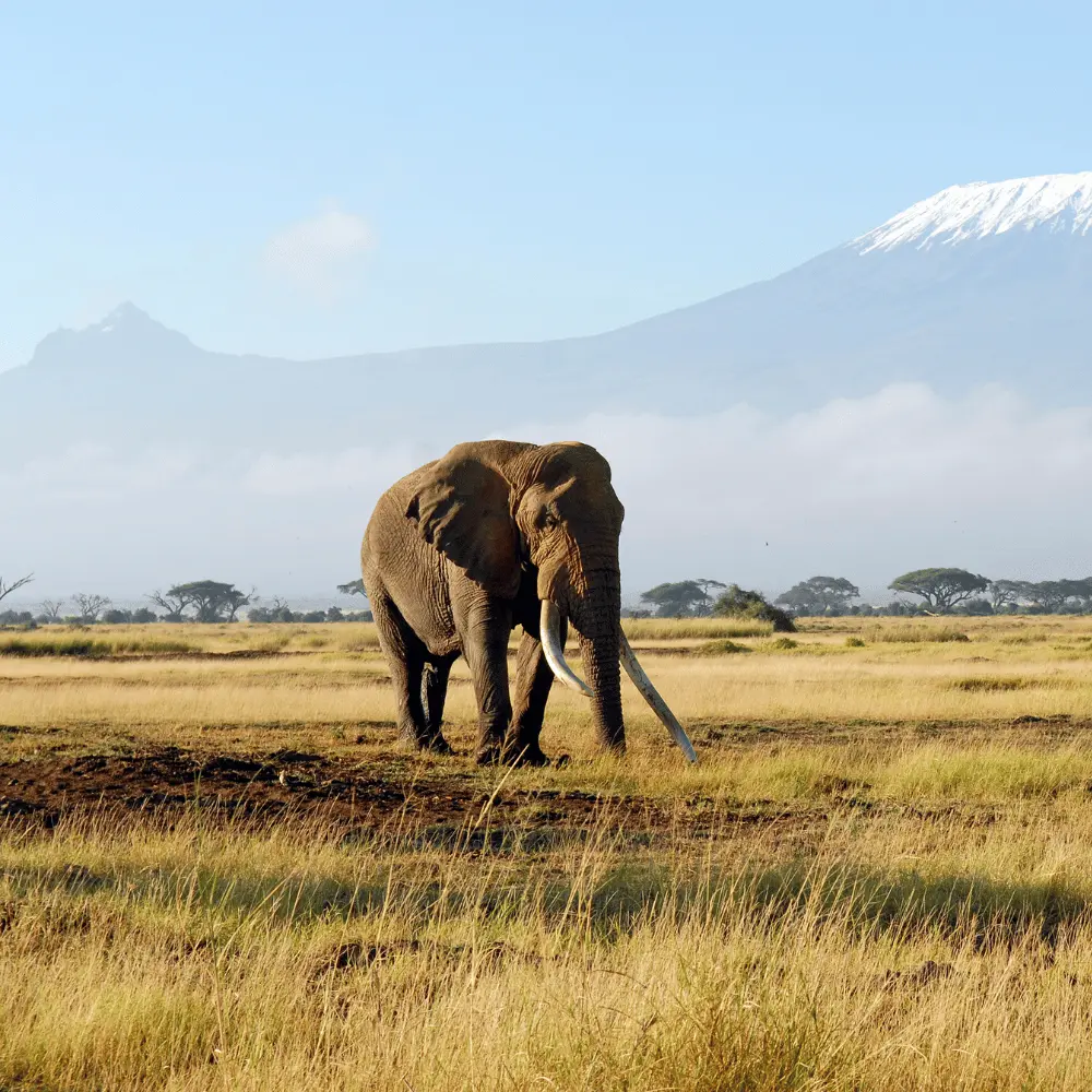 Africa